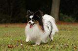 EPAGNEUL PAPILLON 053